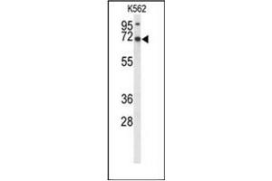 Western blot analysis of LRRC4 Antibody (C-term) in K562 cell line lysates (35ug/lane).