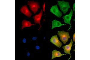 ABIN6260967 and ABIN6279315 staining  cells by IF/ICC. (COPG antibody  (C-Term))