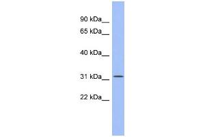 WB Suggested Anti-SPIB Antibody Titration:  0. (SPIB antibody  (Middle Region))