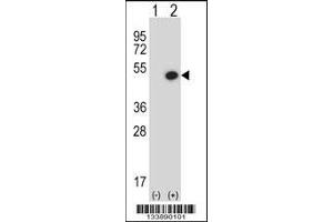 Western blot analysis of BMP7 using rabbit polyclonal BMP7 Antibody using 293 cell lysates (2 ug/lane) either nontransfected (Lane 1) or transiently transfected (Lane 2) with the BMP7 gene.