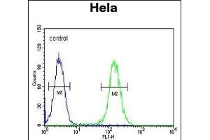 FOXL2 Antibody (N-term) (ABIN654125 and ABIN2844000) flow cytometric analysis of Hela cells (right histogram) compared to a negative control cell (left histogram). (FOXL2 antibody  (N-Term))
