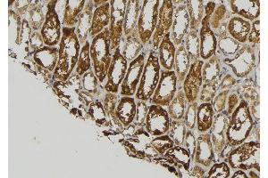 ABIN6278957 at 1/100 staining Mouse kidney tissue by IHC-P. (WNT8A antibody  (Internal Region))