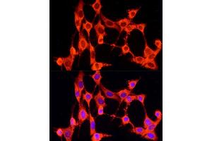 Immunofluorescence analysis of NIH/3T3 cells using GCH1 Rabbit pAb (ABIN7267525) at dilution of 1:100 (40x lens). (GCH1 antibody  (AA 1-250))