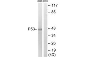 Western blot analysis of extracts from COS7 cells, using p53 (Ab-15) Antibody. (p53 antibody  (AA 6-55))