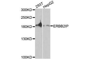Western blot analysis of extracts of various cell lines, using ERBB2IP antibody (ABIN5996445) at 1/1000 dilution. (ERBB2IP antibody)