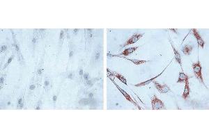 Immunocytochemistry/Immunofluorescence analysis using Mouse Anti-Hsp60 Monoclonal Antibody, Clone LK1, . (HSPD1 antibody  (PE))