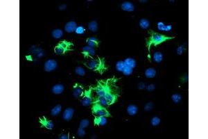 Image no. 3 for anti-Tripartite Motif Containing 9 (TRIM9) (AA 284-669) antibody (ABIN1491325) (TRIM9 antibody  (AA 284-669))