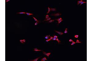 ABIN6276897 staining HepG2? (BMPR1A antibody  (N-Term))