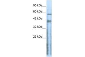 Western Blotting (WB) image for anti-Cholinergic Receptor, Nicotinic, delta (Muscle) (CHRND) antibody (ABIN2463735) (CHRND antibody)