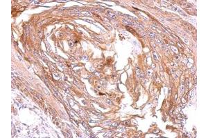 Immunohistochemistry (IHC) image for anti-Sphingosine-1-Phosphate Receptor 1 (S1PR1) (C-Term) antibody (ABIN2857018)