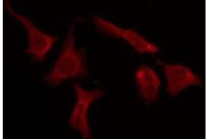 ABIN6276082 staining HeLa by IF/ICC. (OR51E1 antibody  (C-Term))