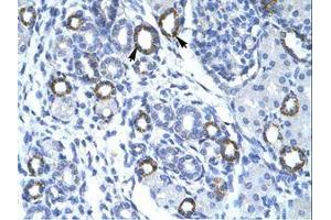Image no. 1 for anti-Transmembrane Protein 259 (TMEM259) (AA 262-311) antibody (ABIN202454) (Membralin antibody  (AA 262-311))