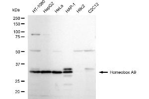 Western blotting analysis using Homeobox A9 antibody (ABIN7798991).