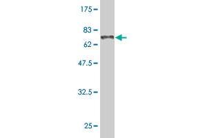 Western Blot detection against Immunogen (68. (NR1H3 antibody  (AA 1-387))