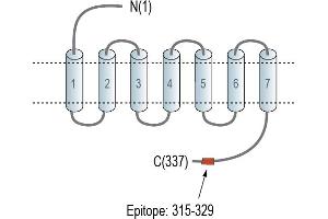 Representative domain view of the target of ABIN7581889.