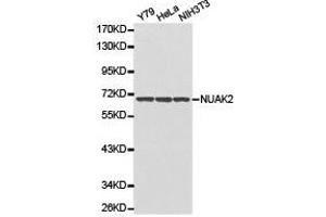Western Blotting (WB) image for anti-NUAK Family, SNF1-Like Kinase, 2 (NUAK2) antibody (ABIN1873980) (NUAK2 antibody)