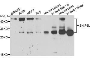 Western blot analysis of extracts of various cell lines, using BNIP3L antibody (ABIN5973708) at 1/1000 dilution. (BNIP3L/NIX antibody)