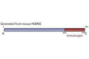 Image no. 3 for anti-FK506 Binding Protein 10, 65 KDa (FKBP10) (AA 434-576) antibody (ABIN968087)