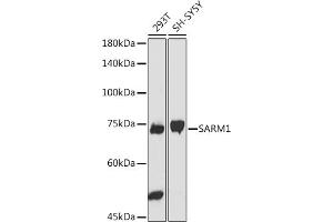 Western blot analysis of extracts of various cell lines, using S antibody (ABIN7270591) at 1:1000 dilution. (SARM1 antibody)