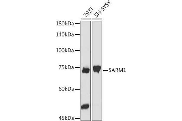 SARM1 antibody