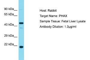 Host: Rabbit Target Name: PHAX Sample Tissue: Human Fetal Liver Antibody Dilution: 1ug/ml (PHAX antibody  (Middle Region))
