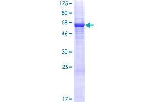 Image no. 1 for Butyrophilin, Subfamily 3, Member A2 (BTN3A2) (AA 1-334) protein (GST tag) (ABIN1346971)