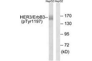 Western blot analysis of extracts from HepG2 cells , using HER3 (Phospho-Tyr1197) Antibody. (ERBB3 antibody  (pTyr1197))