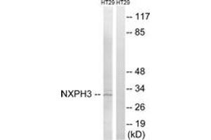Western blot analysis of extracts from HT-29 cells, using NXPH3 Antibody. (NXPH3 antibody  (AA 158-207))