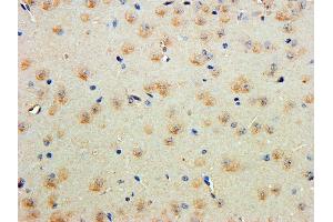 ABIN1781839 (5ug/ml) staining of paraffin embedded Mouse Cerebral Cortex.