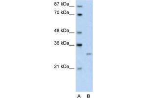 Western Blotting (WB) image for anti-Cellular Repressor of E1A-Stimulated Genes 1 (CREG1) antibody (ABIN2461706) (CREG1 antibody)