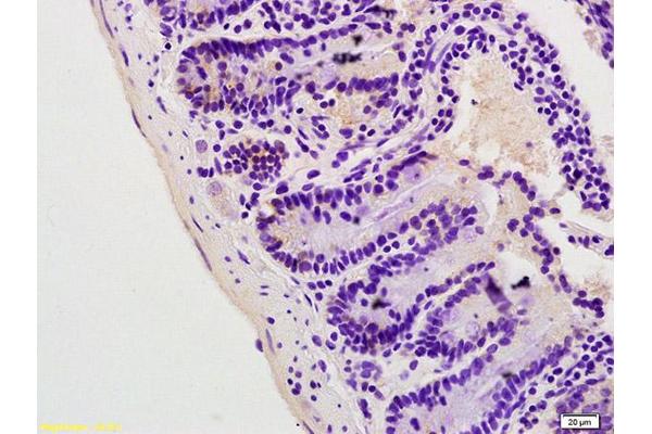 Lipin 1 antibody  (AA 201-300)