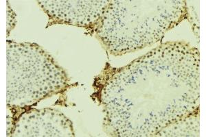 ABIN6277042 at 1/100 staining Mouse testis tissue by IHC-P. (CDC45 antibody  (C-Term))