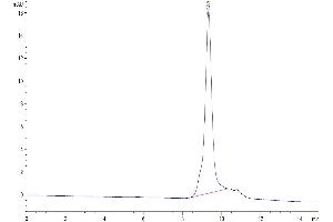 Size-exclusion chromatography-High Pressure Liquid Chromatography (SEC-HPLC) image for Tumor Necrosis Factor Receptor Superfamily, Member 18 (TNFRSF18) (AA 26-161) protein (His-Avi Tag,Biotin) (ABIN7274788)