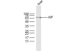 Mouse Liver lysates probed with AIF Polyclonal Antibody, unconjugated  at 1:300 overnight at 4°C followed by a conjugated secondary antibody at 1:10000 for 60 minutes at 37°C. (AIF antibody  (AA 131-230))