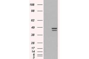 Image no. 2 for anti-Interferon Regulatory Factor 2 (IRF2) (C-Term) antibody (ABIN374254) (IRF2 antibody  (C-Term))
