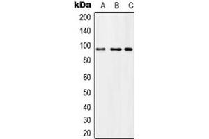 Western blot analysis of Microcephalin expression in U251MG (A), SP2/0 (B), H9C2 (C) whole cell lysates. (MCPH1 antibody  (N-Term))