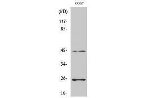 Western Blotting (WB) image for anti-Transforming Growth Factor, beta 3 (TGFB3) (Internal Region) antibody (ABIN3187251) (TGFB3 antibody  (Internal Region))