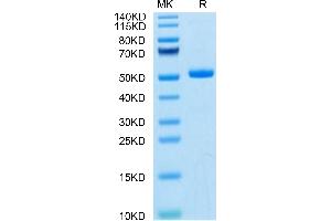 TREML1 Protein (AA 21-175) (Fc Tag)