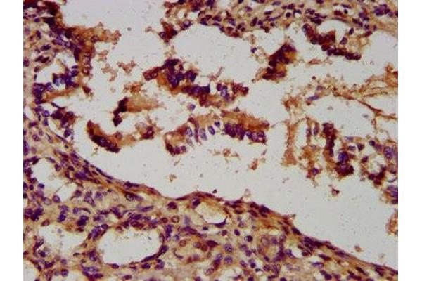 UNC5B antibody  (AA 404-517)