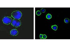 Confocal immunofluorescence analysis of methanol-fixed BCBL-1 (left) and L1210 (right) cells using CD37 antibody (green), showing membrane localization.