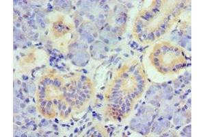 Immunohistochemistry of paraffin-embedded human pancreatic tissue using ABIN7173799 at dilution of 1:100 (TNFSF13 antibody  (AA 105-247))