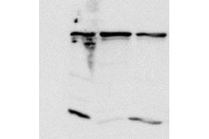 Hela lysates were incubated with Anti-MAD1L1 (clone 9B10) and the immunecomplex precipitated with protein G coupled beads. (PSMD14 antibody)