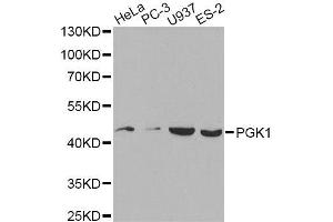 Western blot analysis of extracts of various cell lines, using PGK1 antibody.