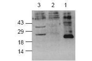 Image no. 1 for anti-Caspase 8 (CASP8) (active), (Cleavage Site) antibody (ABIN127031) (Caspase 8 antibody  (active, Cleavage Site))