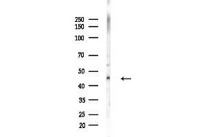 Western blot analysis of lysates from LoVo cells(heat-shock,45 min treatment), using CCNI2 Antibody at 1/1000 dilution.