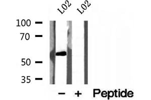 Western blot analysis of extracts of L02 cells, using NEU4 antibody. (Sialidase 4 antibody  (Internal Region))