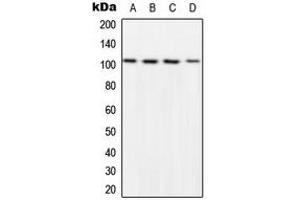 Western blot analysis of NF-kappaB p105 (pS932) expression in HeLa LPS-treated (A), NIH3T3 LPS-treated (B), Raw264. (NFKB1 antibody  (C-Term, pSer932))