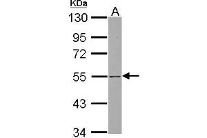 Western Blotting (WB) image for anti-SH3-Domain Binding Protein 5 (SH3BP5) (AA 193-455) antibody (ABIN1500917) (SH3BP5 antibody  (AA 193-455))