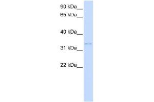 WB Suggested Anti-DCN Antibody Titration:  0. (Decorin antibody  (N-Term))
