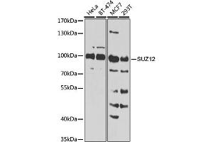Western blot analysis of extracts of various cell lines, using SUZ12 Antibody (ABIN6127300, ABIN6148752, ABIN6148754 and ABIN7101816) at 1:1000 dilution. (SUZ12 antibody  (AA 470-739))